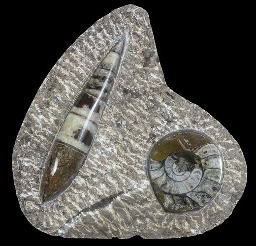 Fossil Goniatite & Orthoceras Display #77221